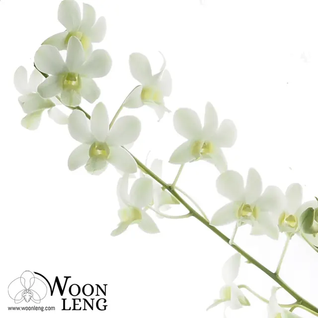 Dendrobium White Fairy (Dendrobium)