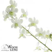 Dendrobium White Fairy in Clay Pot