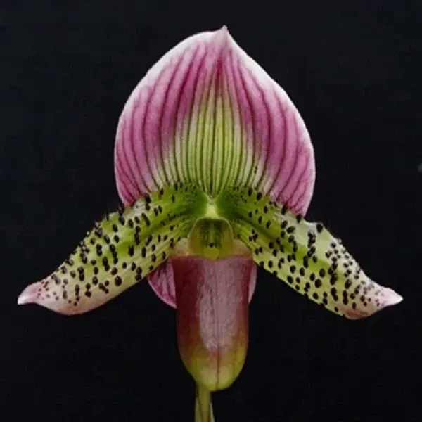 Paphiopedilum Maudiae Type 'Coloratum' (Paphiopedilum)