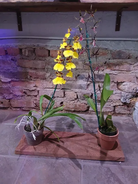 Oncidium Orchid (Oncidium)