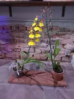 Oncidium Orchid — 2"