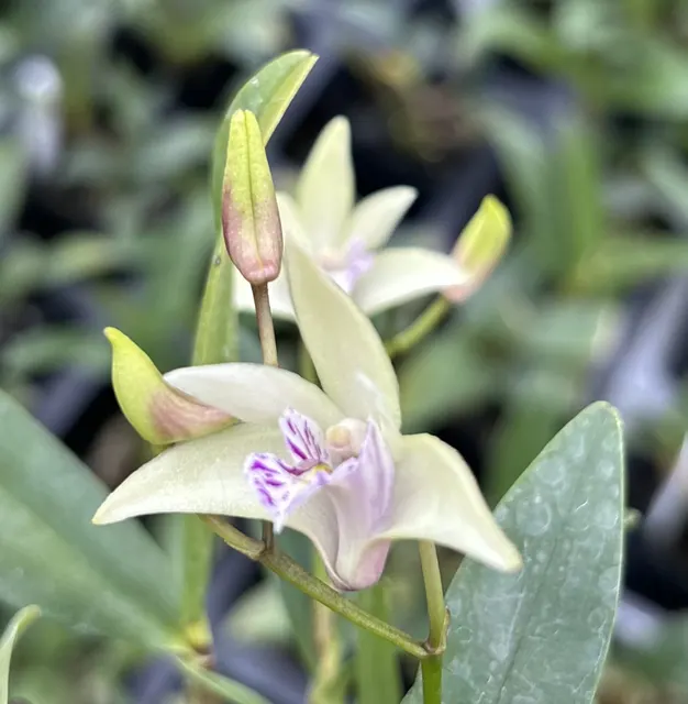 Dendrobium Hamana Smile ‘ Early Bird’ 4″ (Dendrobium)