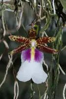 Trichocentrum tigrinum — Jungpflanze