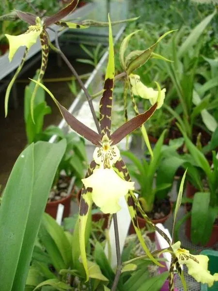 Brassia COFFEE SPOT