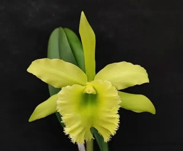 Brassolaeliocattleya Fringe Benefits 'Green Angel'