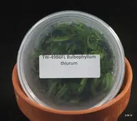 FLASK Bulb. thiurum