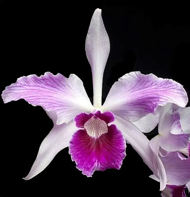 Cattleya purpurata var sanguinea x