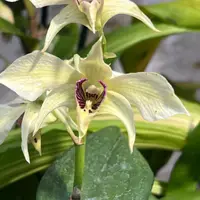 Orchid Dendrobium Quintal Royal Flush (Kaila Quintal x Royal Wings) Live Mature PLant