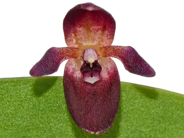 Pleurothallis kelsoae (Pleurothallis)