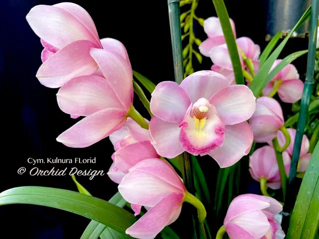 Cymbidium Kulnura FLorid '2 Spike Pink'