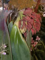 Bulbophyllum phalaenopsis — Cal-Orchid Inc.