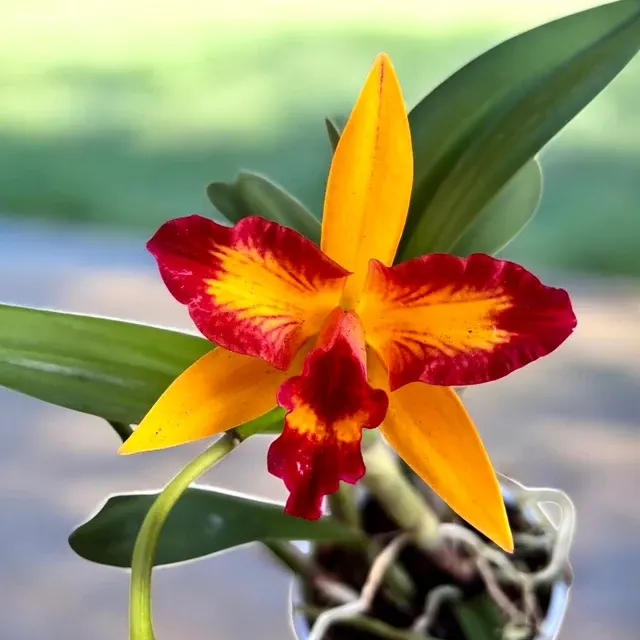 Rhyncholaeliocattleya Tzeng-Wen Queen