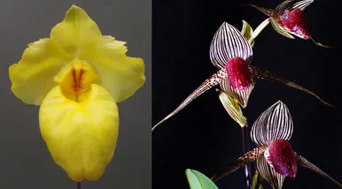 Paphiopedilum Dollgoldi (armeniacum X Rothchildianum FCC/AOS 'Teeth'