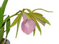 Brassocattleya Ecuagenera