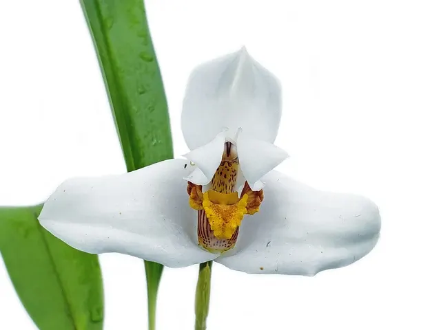 Maxillaria lehmannii (Maxillaria)