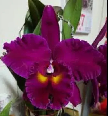 Brassolaeliocattleya Chang Ding Red Dragon (Brassolaeliocattleya)
