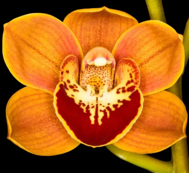 Cymbidium Enzan Shining 'Royale Flame'