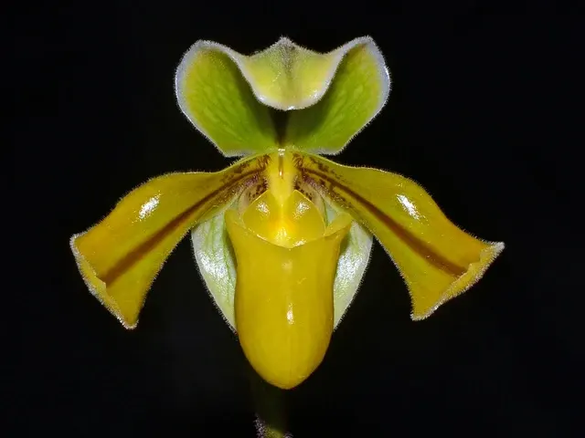 Paphiopedilum druryi x sib