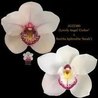 Cymbidium Seedling JG22380 (Lovely Angel 'Corker' x Barrita Aphrodite 'Sarah')