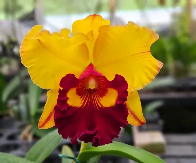 Rhyncholaeliocattleya Lai Ching-Te 'Tainan'