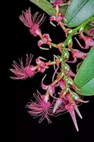 Bulbophyllum barbigerum