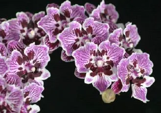 Phalaenopsis Lian Her Coral 'Trinity'