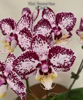 Phal. Painted Face — Blooming size