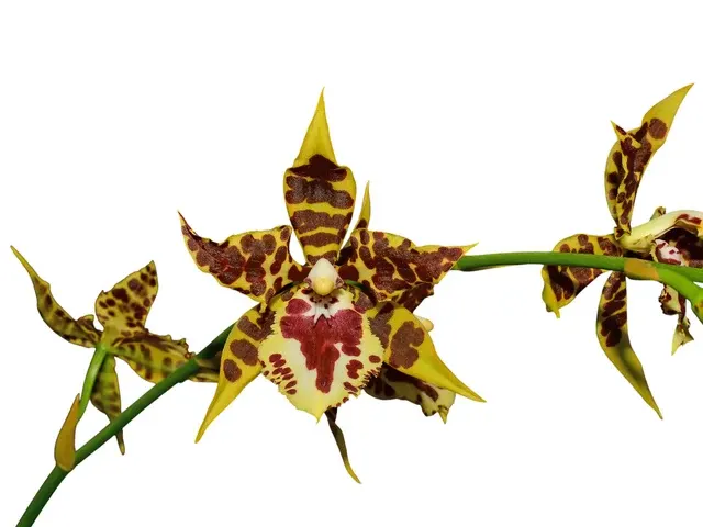Oncostele James Keach (Oncostele)
