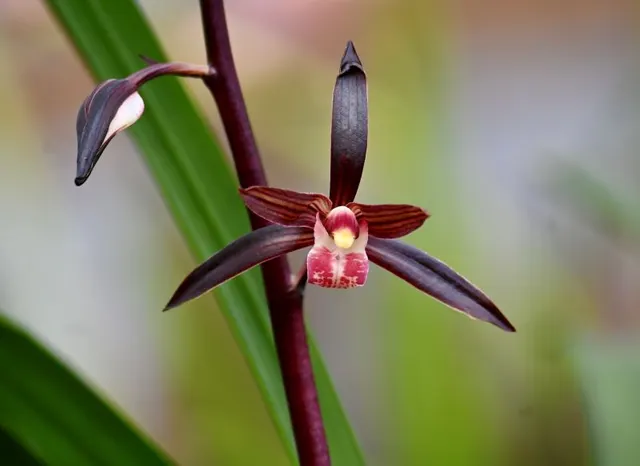 Cymbidium sinense 'Hei Jin Zhi Bao' (Cymbidium)