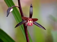 Chinese Cymbidium sinense Hei Jin Zhi Bao