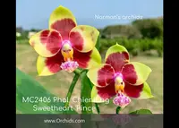 Phal. Chienlung Sweetheart 'Prince ; Note: , Fragrance ' (Yaphon Sir 'Yaphon' FCC/AOS x Yaphon Lover 4N )