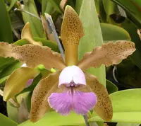 C. schilleriana v. coerulea
