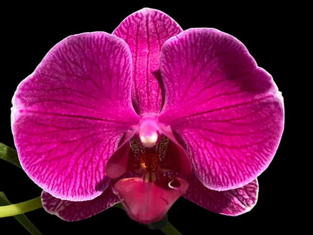 Phalaenopsis I-Hsin Berry Macaron