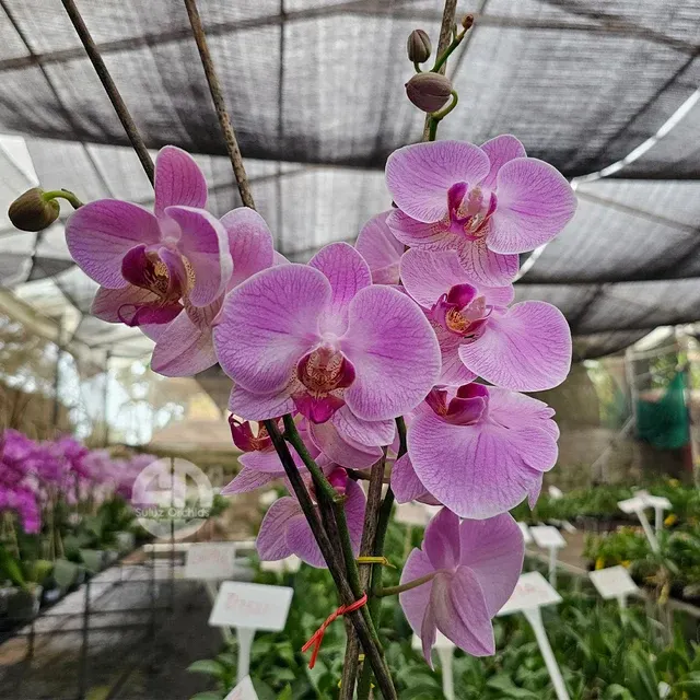 Phalaenopsis Precious Love