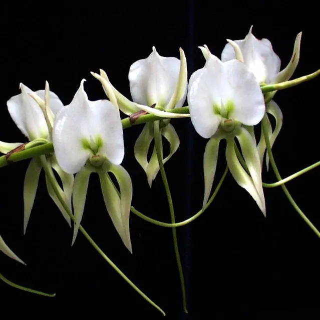 Angraecum comorense parfumat