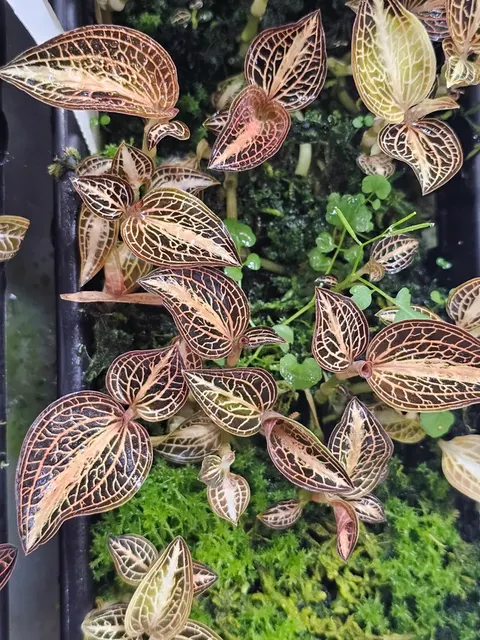 Anoectochilus reinwardtii 'Milkiway'