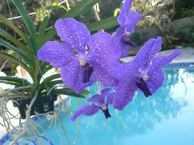 Vanda Pachara Delight (Vanda)