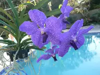 Orchid Vanda Pachara Delight Blue Purple in Spike | Exotic Tropical Plant