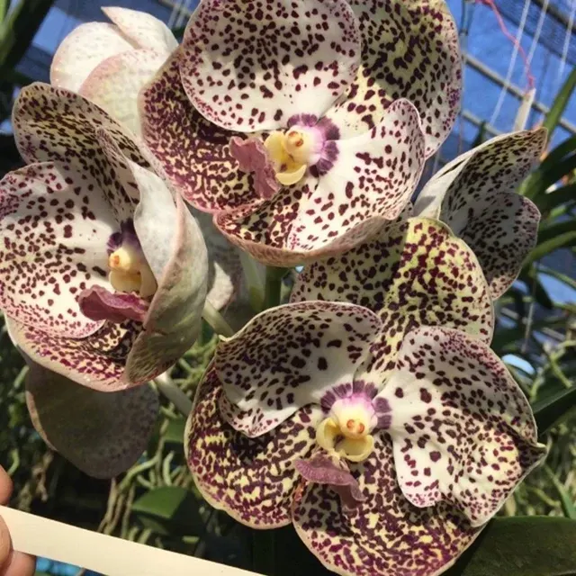 Vanda Kulvadee (Vanda)