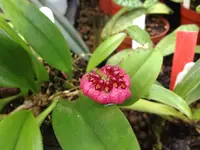 Bulbophyllum corolliferum