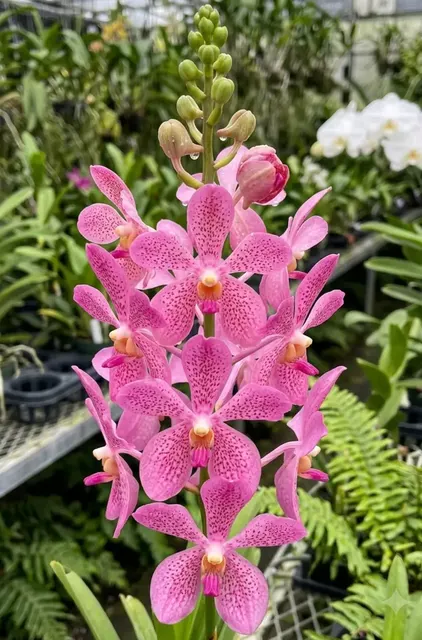 Mokara Christine Pink Blooming Size (Mokara)