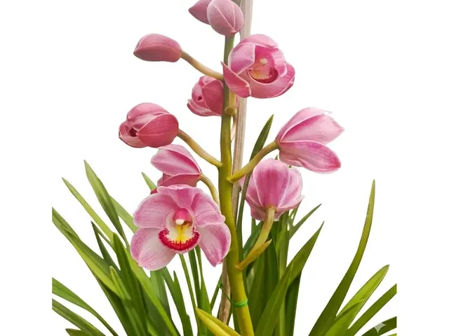 Cymbidium DQ875 'Strawberry Drop' (Cymbidium)