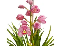 Cymbidium DQ875 'Strawberry Drop'