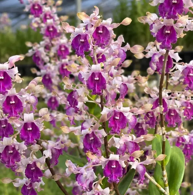 Dendrobium Lasian Peach 31