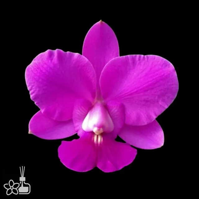 Cattleya walkeriana rubra
