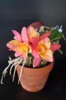 C. Tangerine Fire 'Mini Sun' (cernua x Pink Flash) (CF324) (Hybrid)