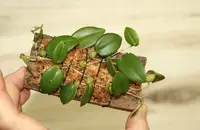 BULBOPHYLLUM MEMBRANACEUM SMALL ORCHID MOUNTED