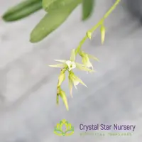 Oeoniella Polystachys