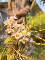 Dendrobium findlayanum (Normal form)