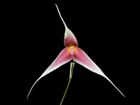 Dracula spectrum